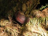 Purple Plate Fungus